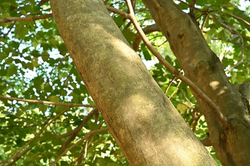 カクレミノ,かくれみの,樹木,隠れ蓑,植物
