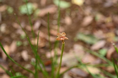 タマスダレ,玉簾