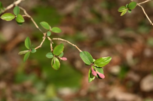 開花時期,うぐいすかぐら