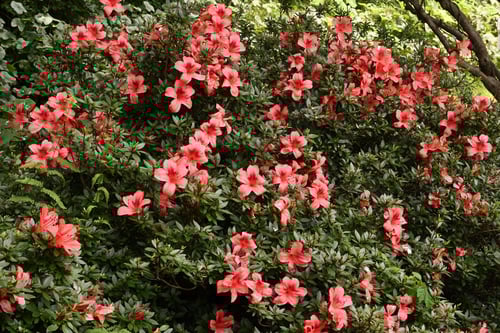 さつきつつじ,特徴,サツキ,植木