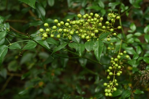 南天の木,ナンテン,なんてん