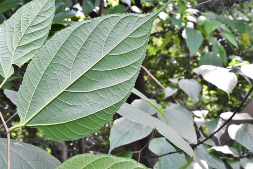 楮の木,葉の形,こうぞ
