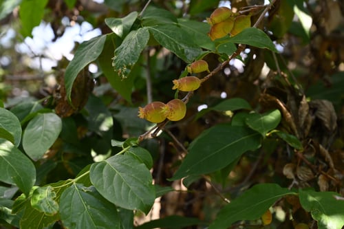 蝋梅の木の実,ロウバイ,ろうばい