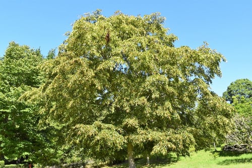 シナノキ,信濃の木,特徴,しなのき