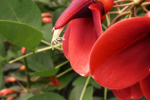 あめりかでいご,花,カイコウズ