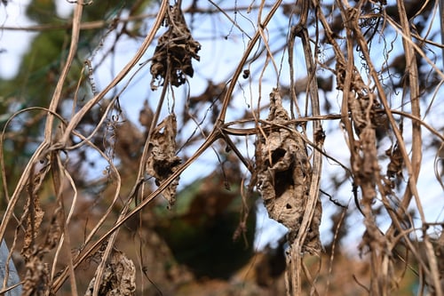 ひょうたん,冬,ヒョウタン