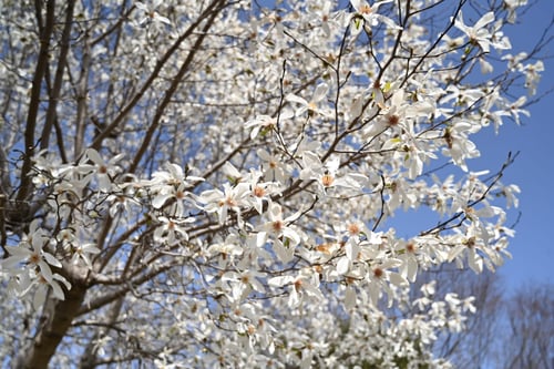 コブシ,辛夷の花