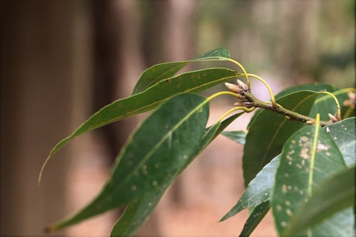 しらかし,樫の木,種類,シラカシ