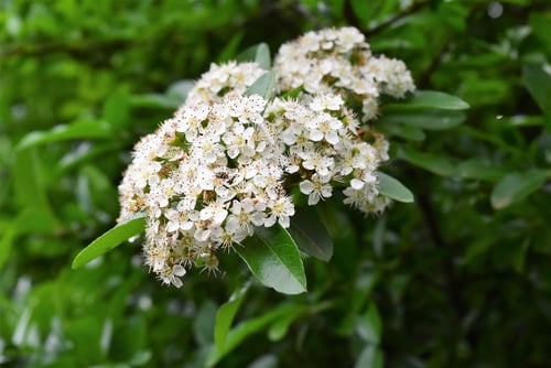 白い花,トゲ,ぴらかんさ