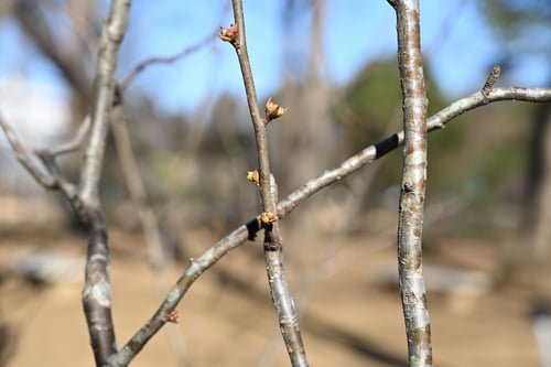 ぼけ,植物,木瓜の木,冬芽,ボケ