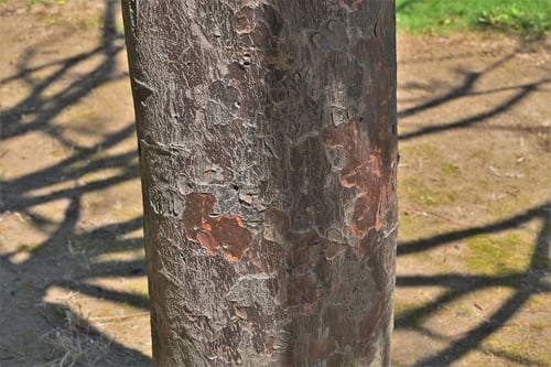 なぎ,ナギの木の幹,椥