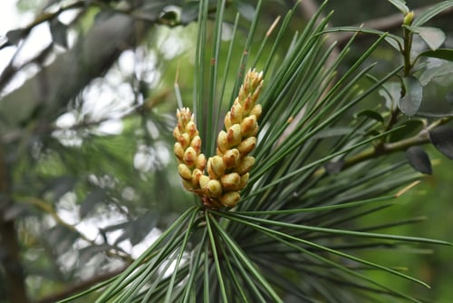 ハクショウ,しろまつ,白松