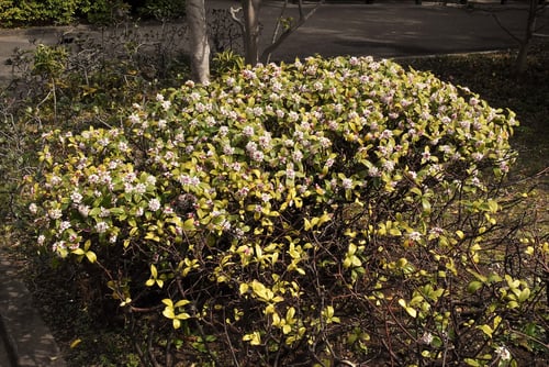 沈丁花,,ジンチョウゲ,じんちょうげ,樹形