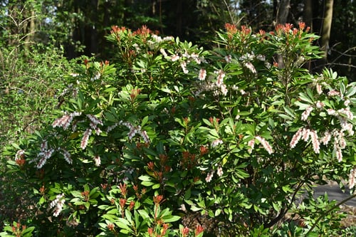 アセビ,琉球馬酔木