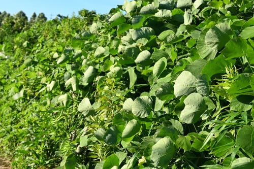 葛の葉っぱ,クズ,くず