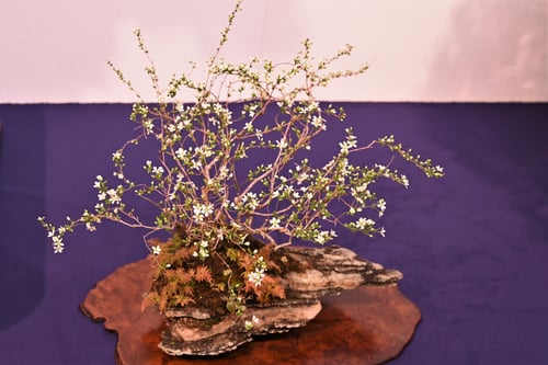 bonsai,yukiyanagi