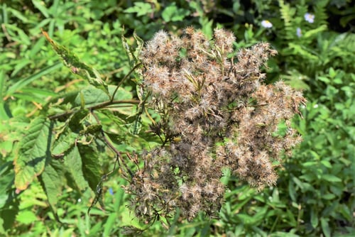 ヒヨドリバナ,ひよどりばな,hiyodoribana