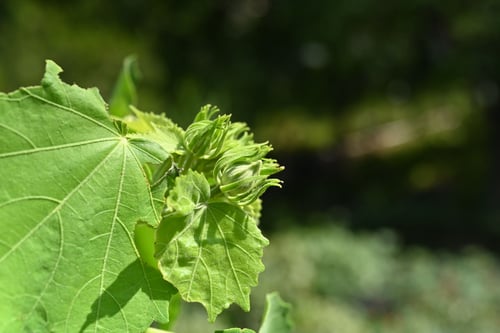 酔芙蓉,スイフヨウ,すいふよう,つぼみ,蕾