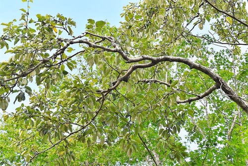 どろのき,ドロノキ,泥の木