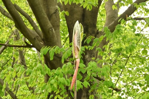 朴ノ木,厚朴,樹木,ホオノキ,ほうのき
