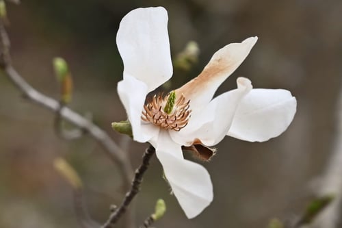 花,コブシ,雌しべと雄しべ