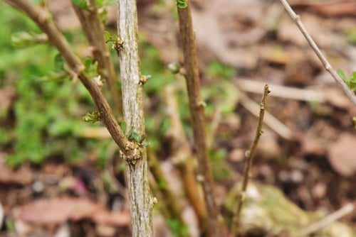 クコ,くこ,ナス科