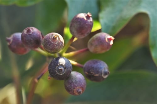 カクレミノの実,画像,かくれみの,木