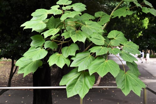 青桐,あおぎり,葉っぱ,特徴,アオギリ