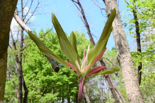 朴ノ木,ホオノキ,ほうのき,春,朴のき
