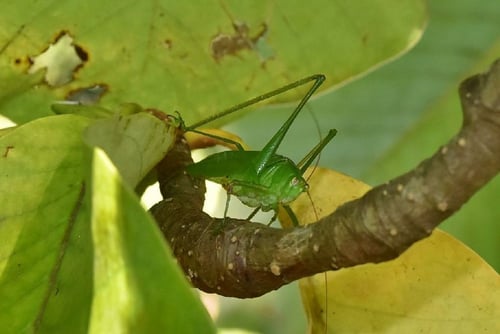 朴の木,ほおのき,葉,ホオノキ