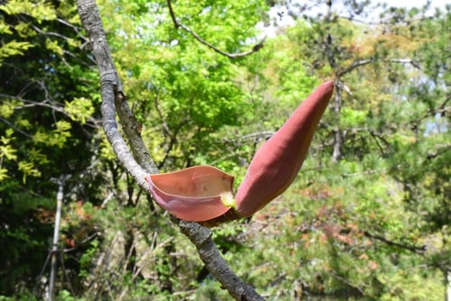 朴ノ木,ほおのき,ホオノキ,冬芽,朴,樹木