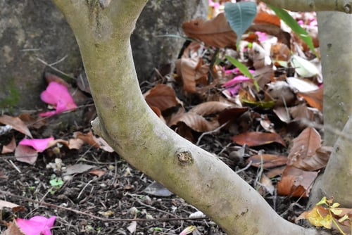 寒椿,幹,かんつばき