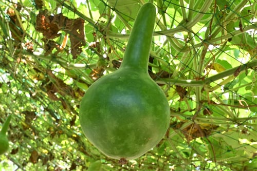 ひょうたんの実,ヒョウタン