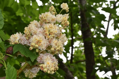 マロニエ,ピラミッドみたいな花,まろにえ