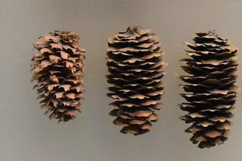 アカエゾマツの松ぼっくり,あかえぞまつ,画像