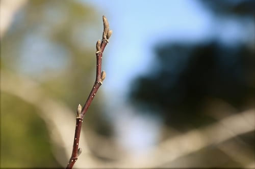 花,コブシの新芽