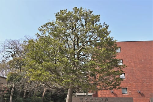 いすのき,東京都美術館