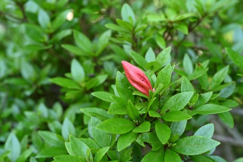 さつきつつじ,植木