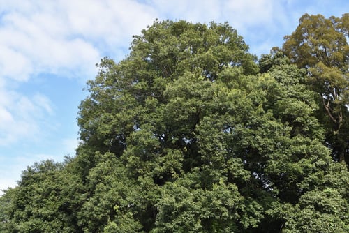 しらかし,樹形,シラカシ
