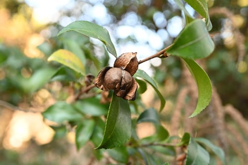 サザンカの実,山茶花の果実,種子