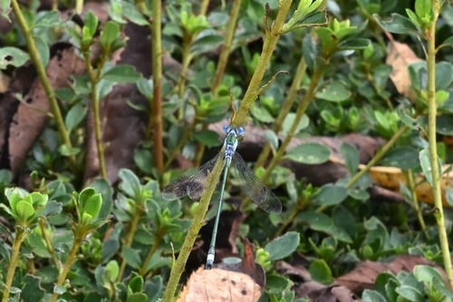 さつきつつじ,違い,サツキツツジ