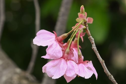 おすすめの桜,ようこう,陽光桜,樹木
