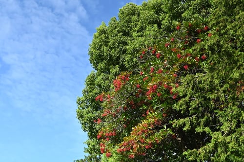 さんごじゅ,樹木,珊瑚樹,サンゴジュ
