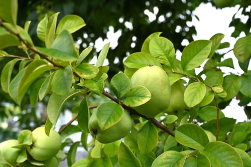 かりん,カリン,樹木,果樹