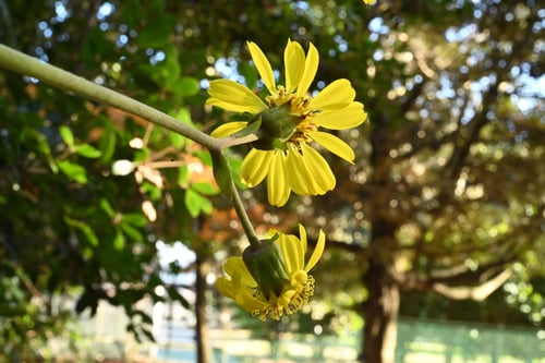 ツワブキ,きゃらぶき,植物