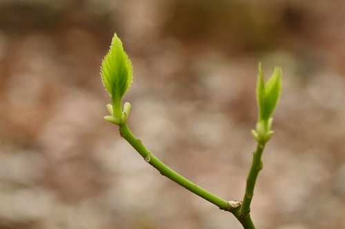 ママッコ,新芽,はないかだ,植物