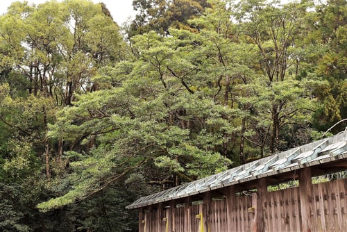Japanese Banana bush