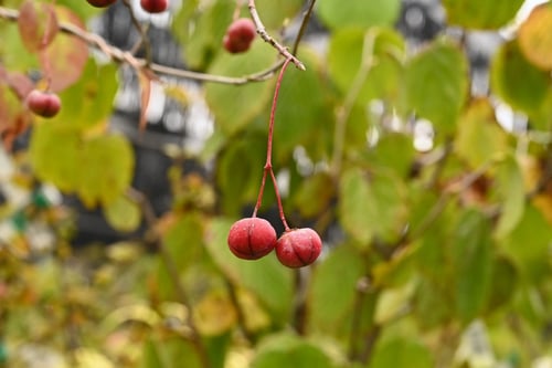 ツリバナ,つりばな,植物,吊り花