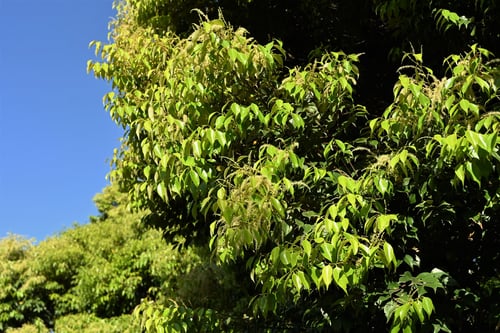 スダジイ,sudajii tree