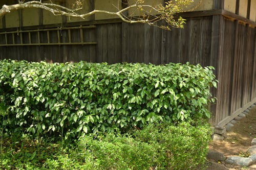 家の周りに植える木